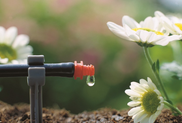 L'arrosage goutte est un système économique mais très efficace pour fournir aux plantes de l'humidité Tuyaux d'arrosage dans le pays